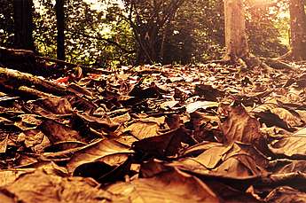 Titelbild_Dekoration